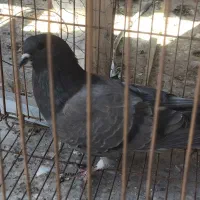 ماده خرقه کیپ