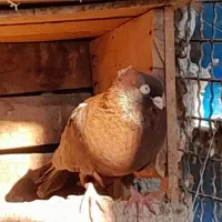 ۲/۰۰۰/۰۰۰|پرنده|بندر گناوه, |دیوار