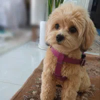 قلاده کتفی حراج