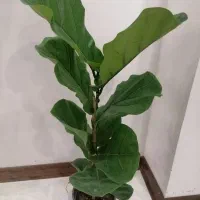 فیکوس لیراتا|گل و گیاه طبیعی|ارومیه, |دیوار