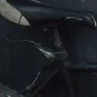 دو چرخه دماوند ۲۶گم شده یابنده مژدگانی داده می|دوچرخه، اسکیت، اسکوتر|تربت جام, معدآباد|دیوار