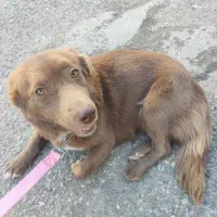 سگ خانگی|سگ|ساری, |دیوار