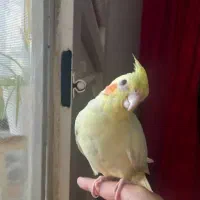 عروس هلندی|پرنده|آبپخش, |دیوار