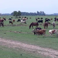 قایق سواری مطمئن در اسکله مجازه قوی سپید نیزار|تور و چارتر|بندر انزلی, تختی|دیوار