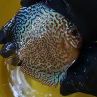 دیسکس های کلکسیونی