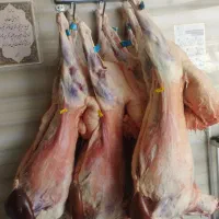 گوشت بره نرینه
