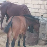 مادیون با قاطر نر|اسب و تجهیزات اسبسواری|چگنی, |دیوار