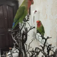 دو‌عدد‌کوتوله‌ برزیلی نرو ماده