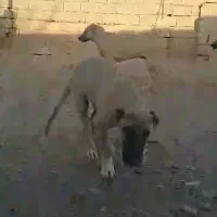 توله سرابی ۵ماهه در شعرک صنعتی شماره یک حصار گمشده