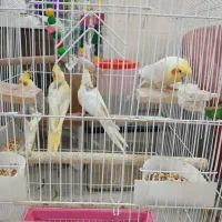 جفت عروس هلندی|پرنده|اهواز, گلستان|دیوار