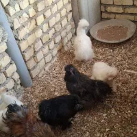مرغ و خروس ابریشمی تخم بده