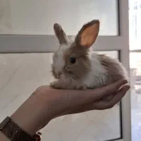 بچه خرگوش لوپ