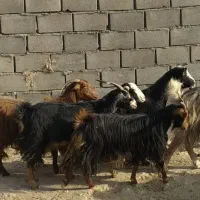 بز دورگ کردی معامله