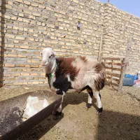 شیشک بروجردی اصیل