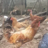 فروش مرغ و خروس و اردک محلی و اسراییلی ...