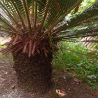 فروش گل سیکاس|گل و گیاه طبیعی|رشت, حومه رشت|دیوار