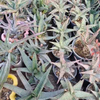 گل و کاکتوس متنوع