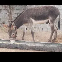 حیوان مزرعه