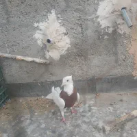 یک عدد طوقی سرخ