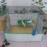 یه جفت مرغ عشق معاوضه هم با گوشی ساده دارم