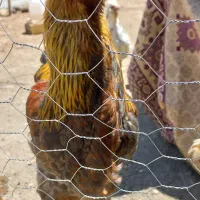 جوجه های برهما پاتریج  و بلک متلد و مرغ محلی فروشی