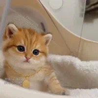 فروشگاه گربه های اصیل (پرشین بریتیش اسکاتیش)|گربه|شیراز, دروازه اصفهان|دیوار