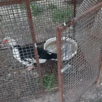 قفس نگهداری حیوانات خانگی