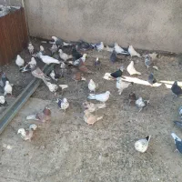 فروش فری 50عددکفتر