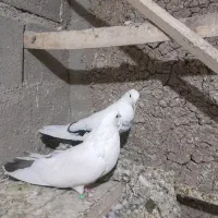 توک دم دمسیاه کبوتر|پرنده|لالجین, |دیوار