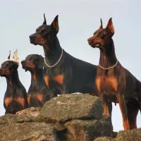 سگ دوبرمن تیپ اروپایی کیفیت در حد وارداتی|سگ|تهران, الهیه|دیوار