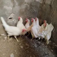 فروش مرغ تخمگذار سالم جوان