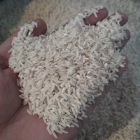 برنج طارم هاشمی درجه ۱ کشت اول خوش عطروطعم خوش پخت