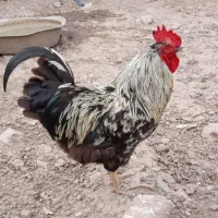 6عدد خروس