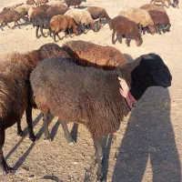 قوچ|حیوانات مزرعه|نهاوند, |دیوار