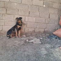توله سگ دوبرمن|سگ|مرودشت, شهرک مهدیه|دیوار