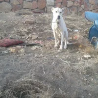 سگ ماده افغانی