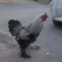 خروس برهما