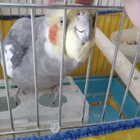 عروس هلندی