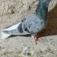 کبوتر دوم‌ سفید