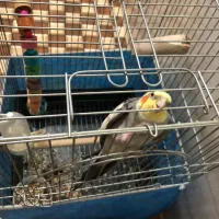 پرنده|پرنده|اهواز, کوی ایثار|دیوار