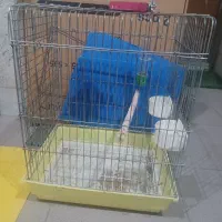 عروس هلندی|پرنده|اشتهارد, |دیوار