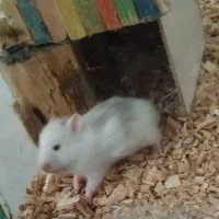 همستر میمیاتوری