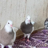 چند عدد جوجه طوقی خوب اجری و سرکه ای