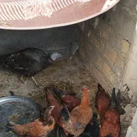 مرغ بوقلمون و نیمچه