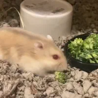 یدونه همستر کوچولو|موش و خرگوش|محمدشهر, ولدآباد|دیوار