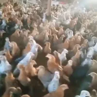 فروش جوجه دوماهه محلی اصل پاسیاه وگلپایگان کرمان