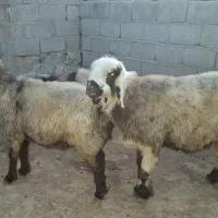 فروش دو راس قوچ