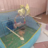 5 تا مرغ عشق خیلی قشنگگ