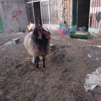 قوچ|حیوانات مزرعه|فلاورجان, |دیوار