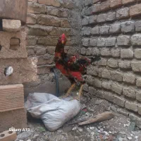 خروس